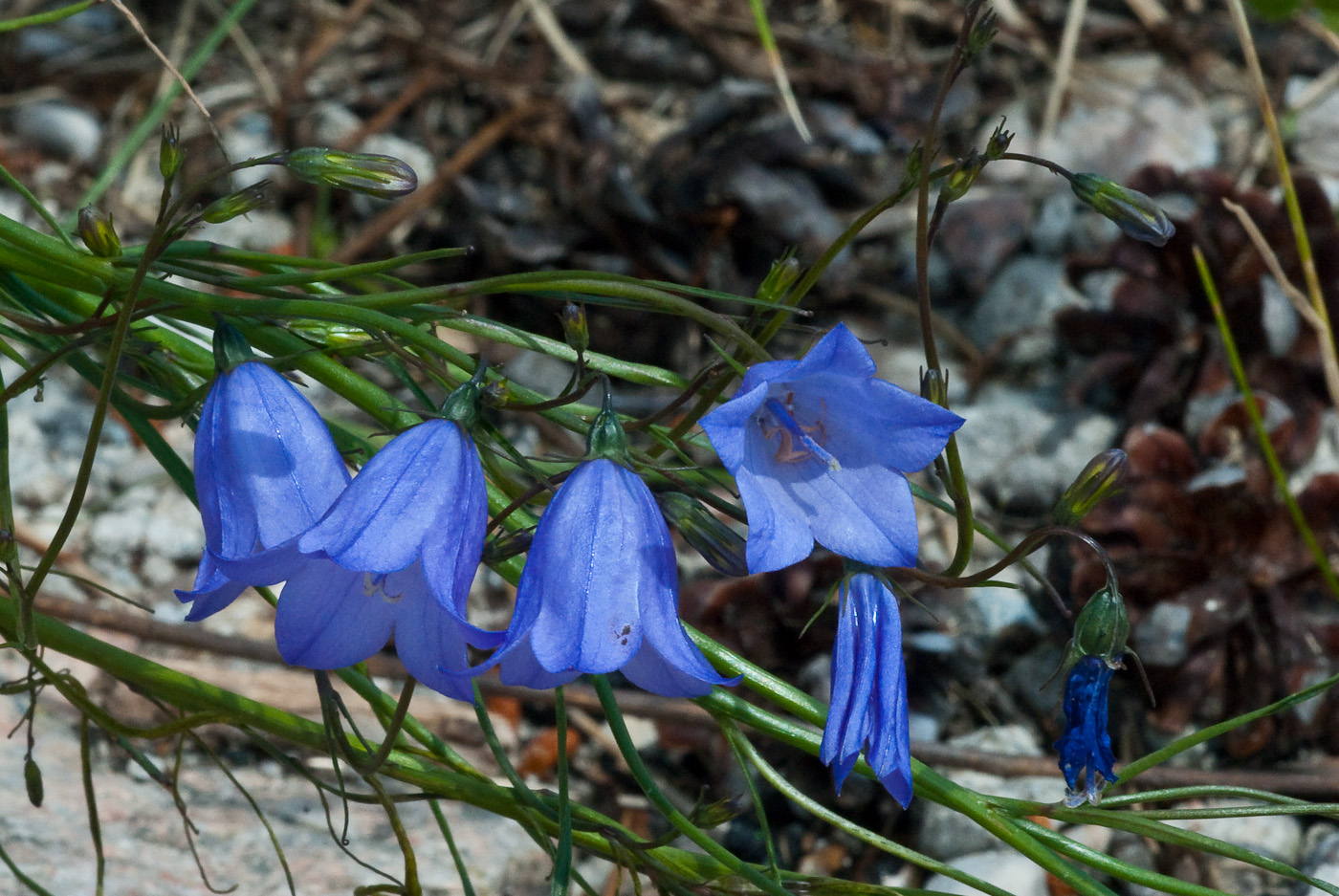 DSC_8693.jpg