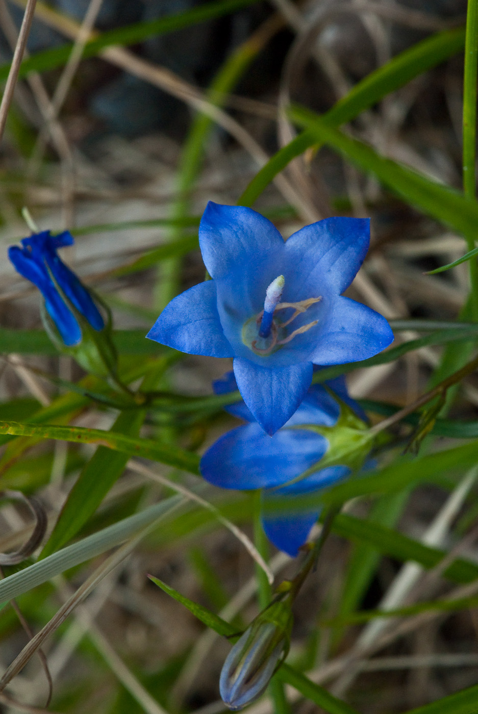 DSC_8696.jpg