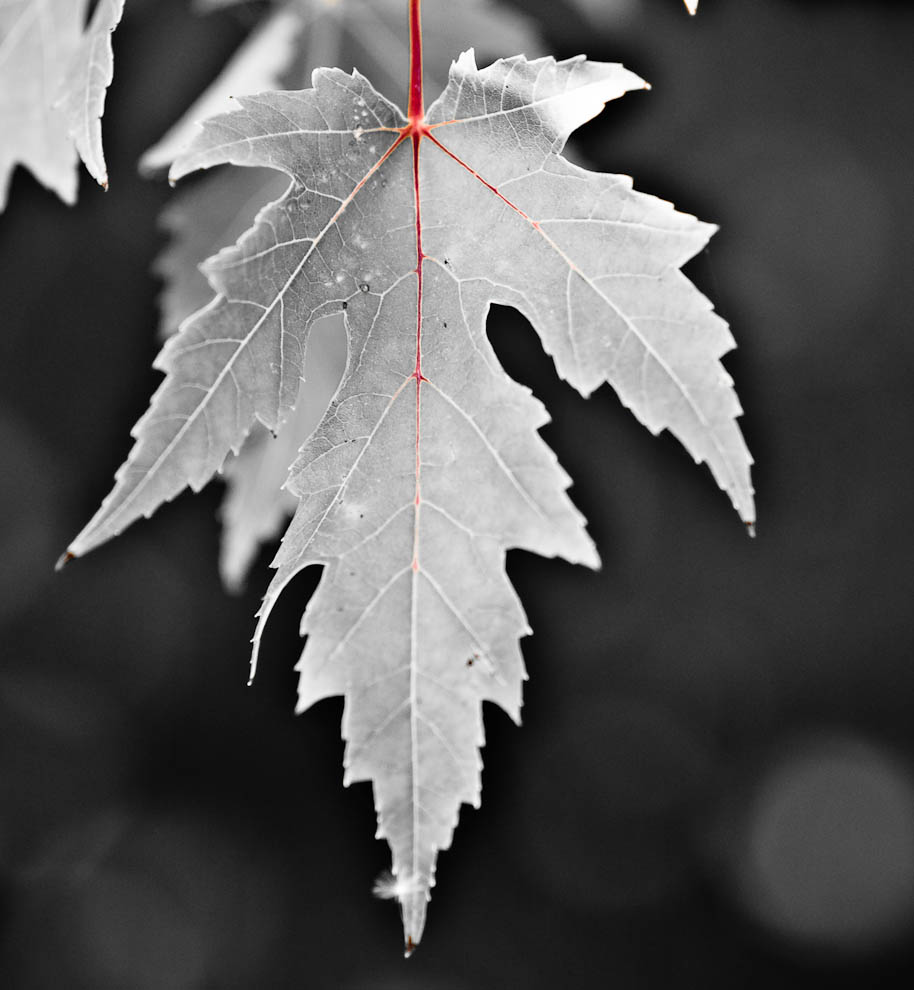 DSC_0003-2.jpg